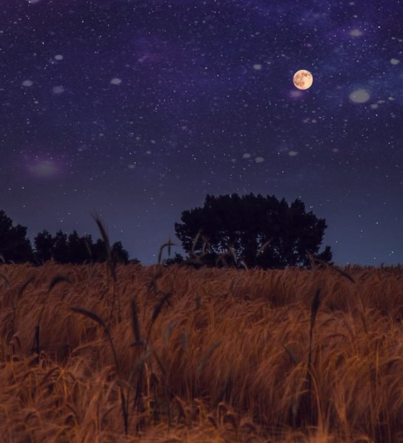 FIELDBIG.png