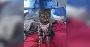 Miracle Cat Returns After 40 Days Lost in Wild