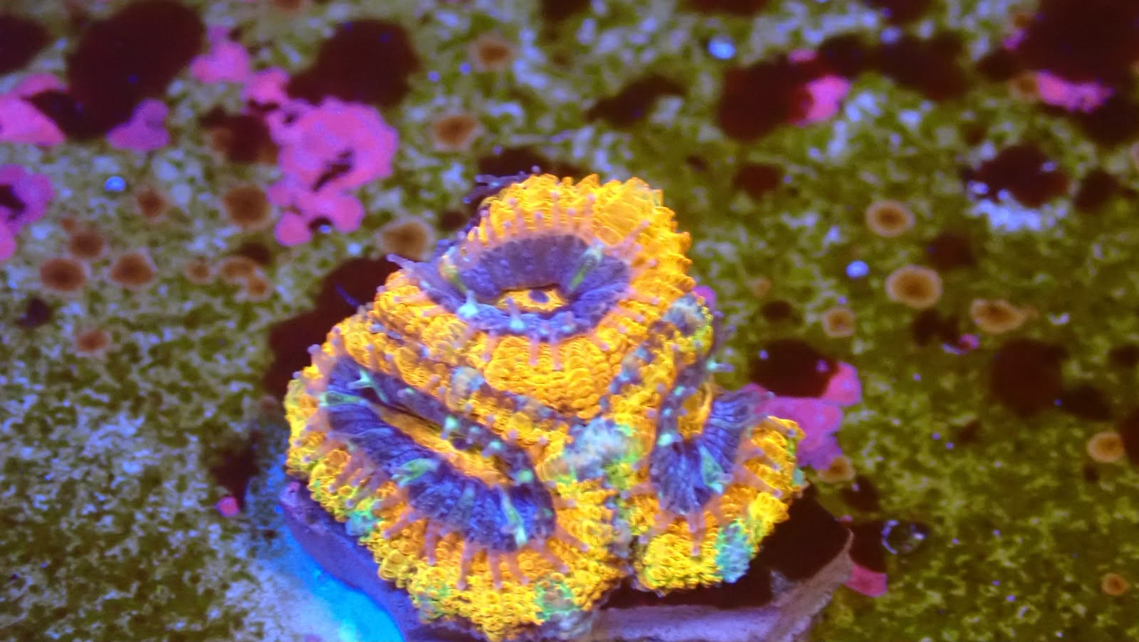 Master Rainbow Acan