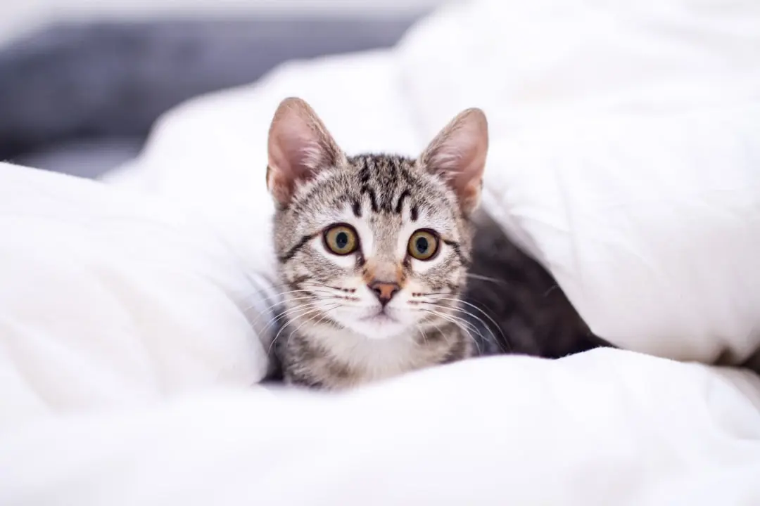 Pet Wellness Brand Pet Honesty Expands to Walmart Stores
