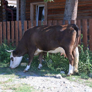 IMG 0335