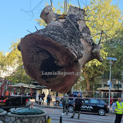 Δεντρο πλατεια Λαου027