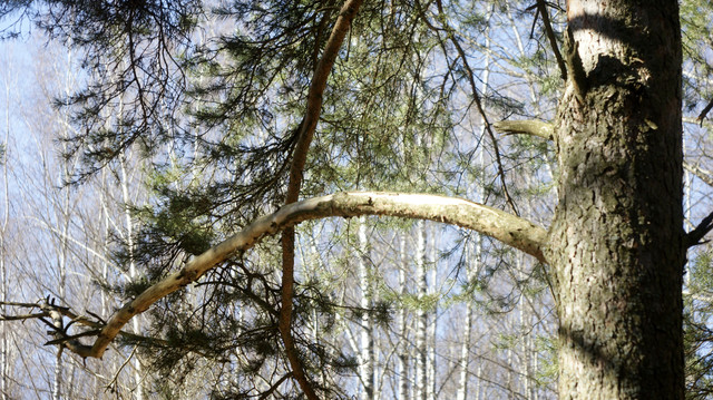 DSC9507-2.jpg