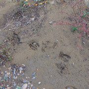 DSC06516