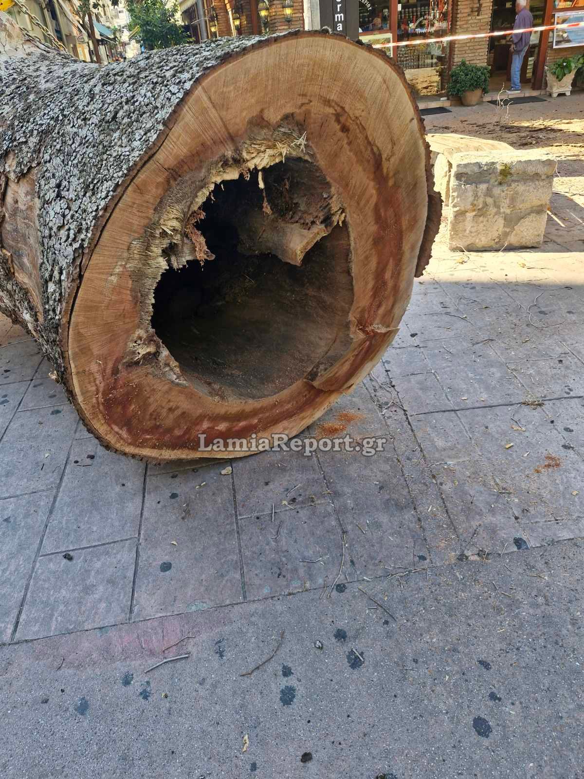 Δεντρο πλατεια Λαου007