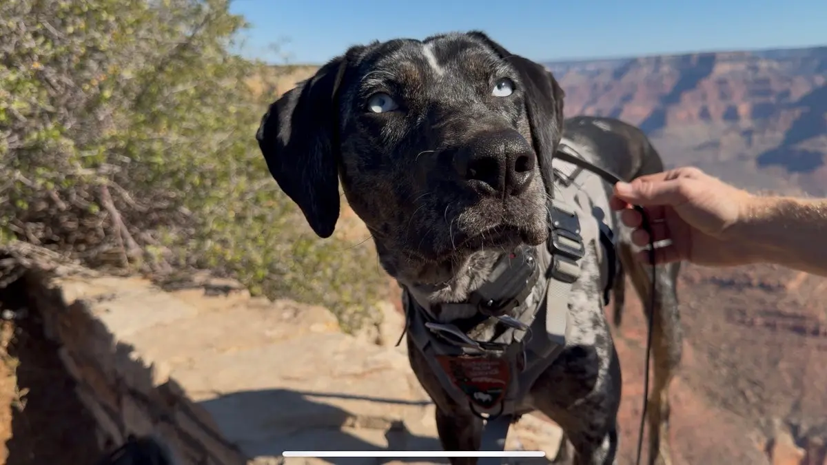 O zi în viața eroului conservării câinilor din Grand Canyon