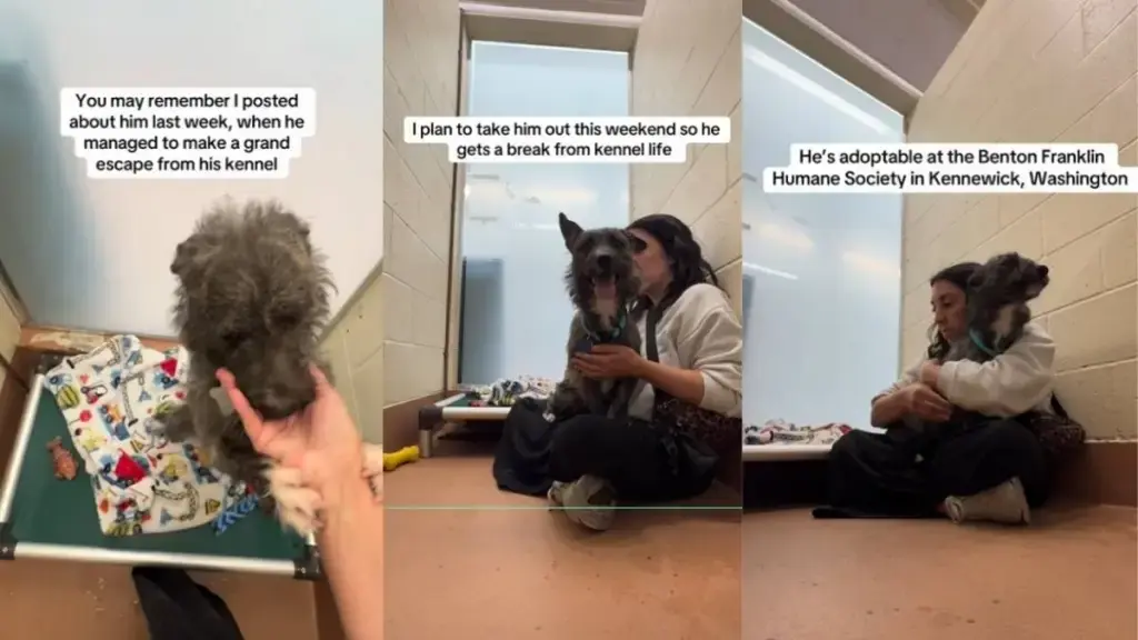 Shelter Dog Trembles in Kennel Until Volunteer Offers Comfort
