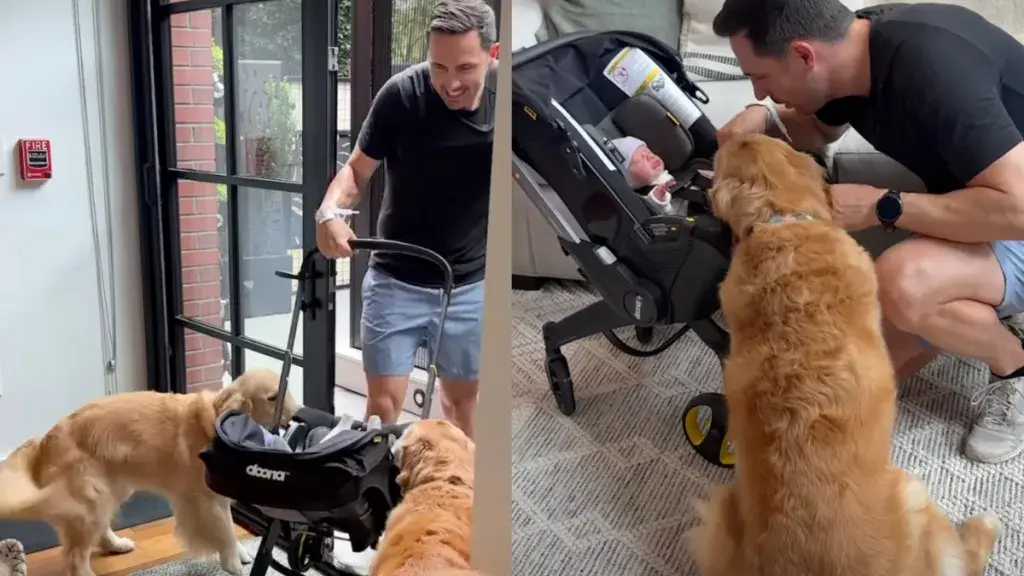 Golden Retrievers Welcome New Baby Home with Heartwarming Reaction