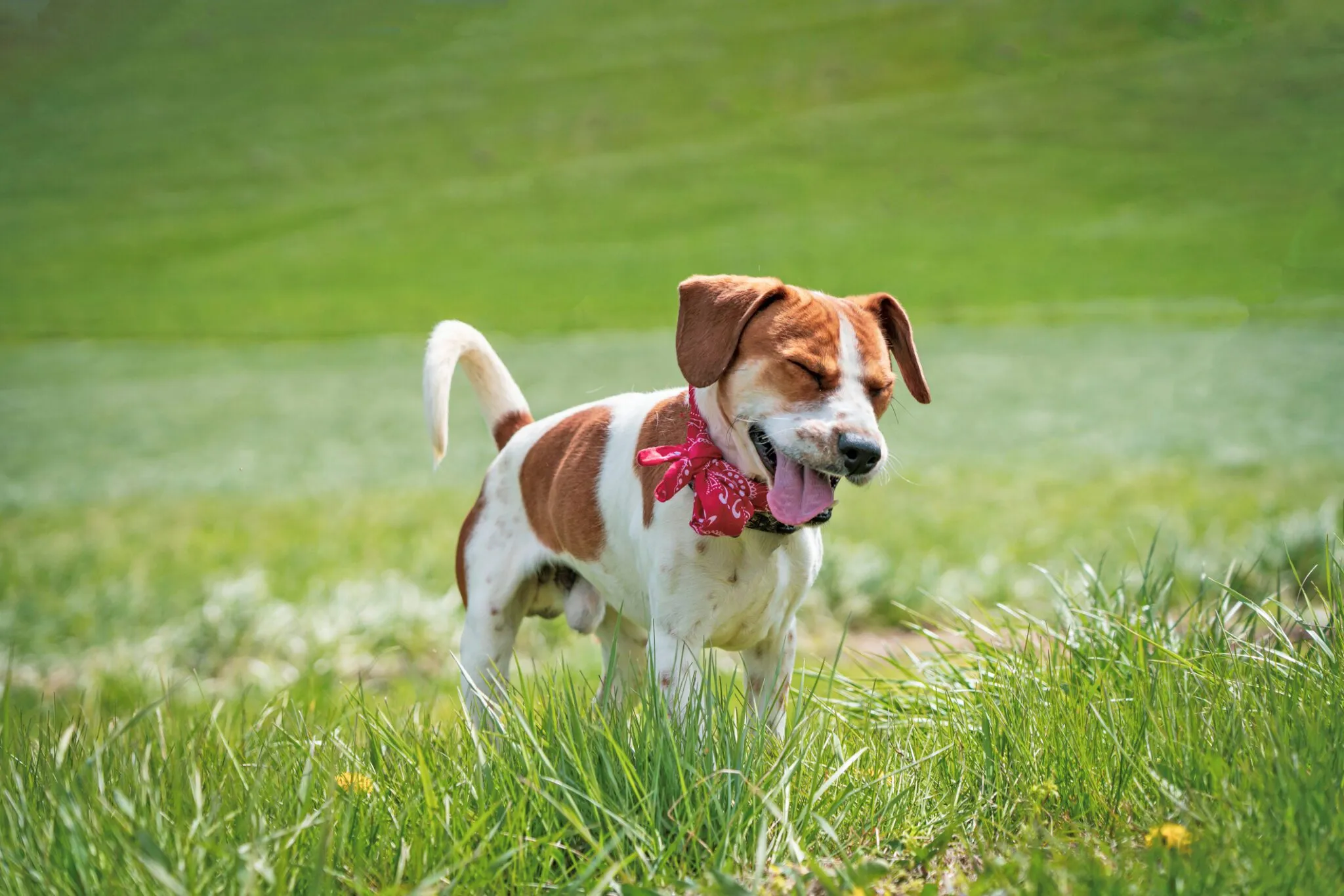 Understanding Dog Congestion: Symptoms and Causes