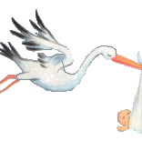 stork