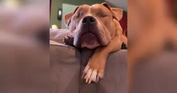 Blind Rescue Dog Defies Odds with Unwavering Love