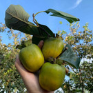 Vườn hồng Gia Thanh