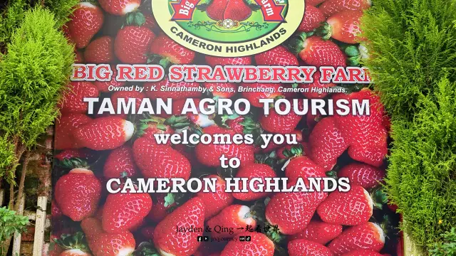 Big Red Strawberry Farm6.webp