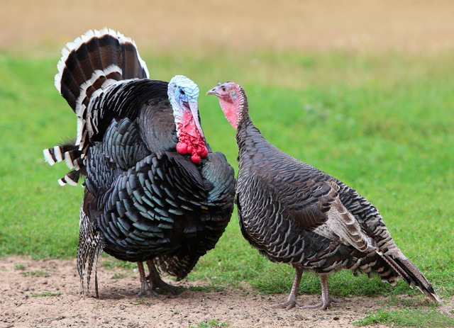 Turkeys at Robinson Family Farm