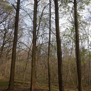 132a-Tall-Trees