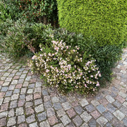 IMG-0665