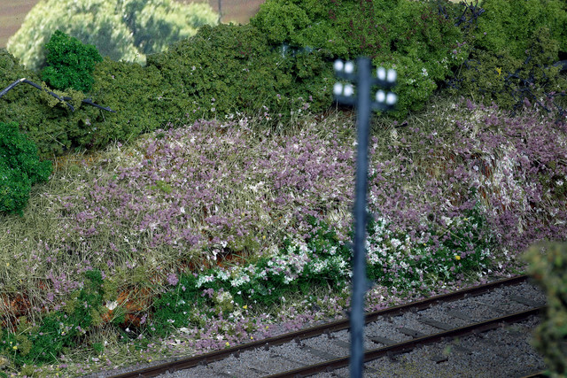 Lineside plants 3