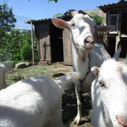 IMG-7825