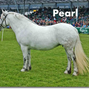 Fred-1-Pearl
