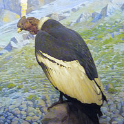 Andean Condor