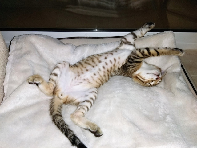 gato 1