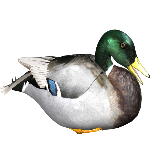 duck-zpseafeycxj.png