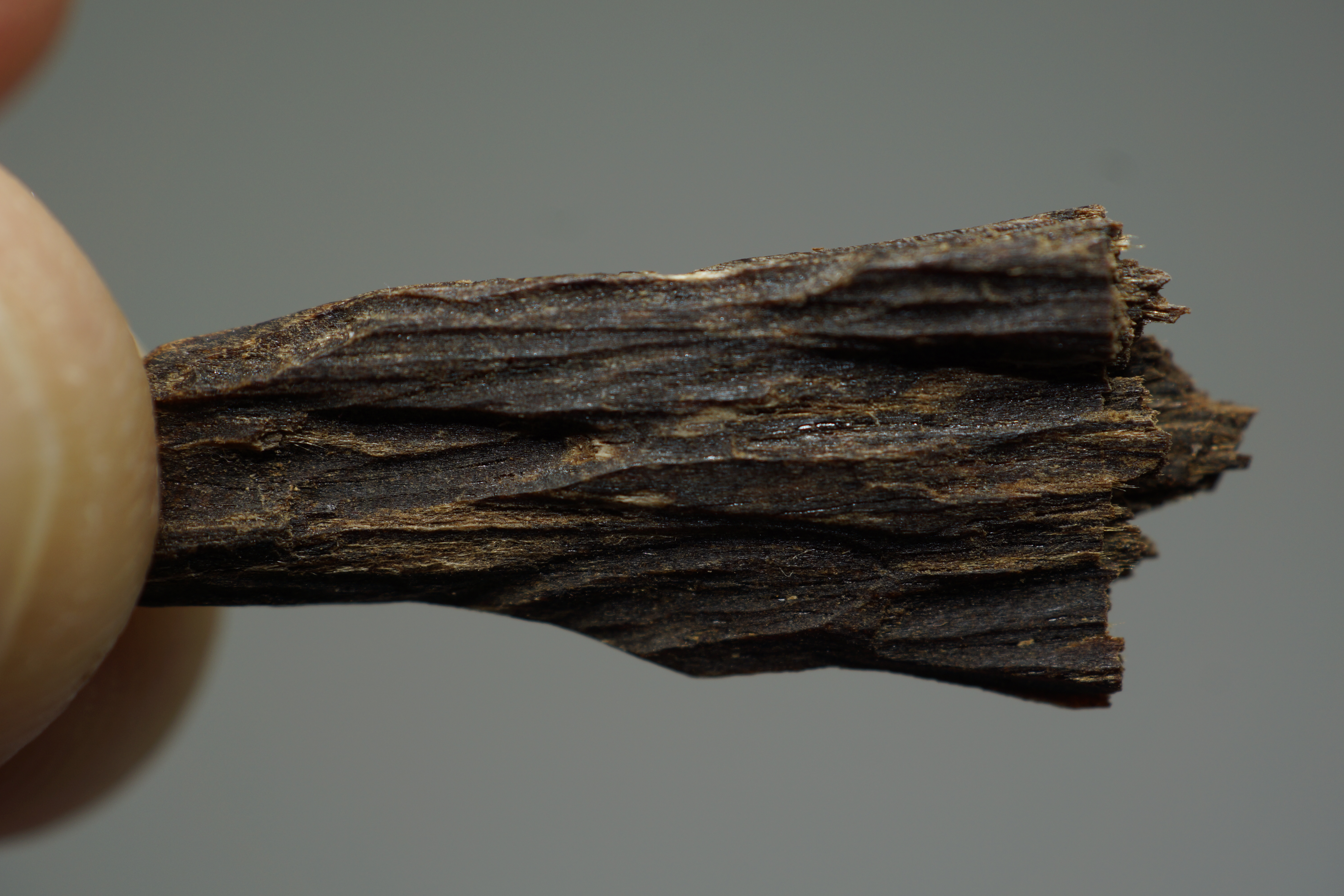 [Ouddict.com] Oud Photos