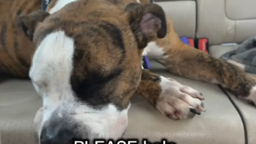 The Silent Struggle of Kennel Life for Shelter Dogs
