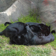 Jaguar negro