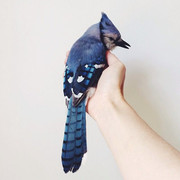 Bluejay01