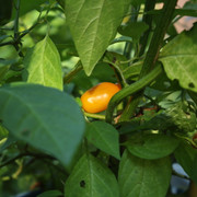 20220830-Mini-Rocoto