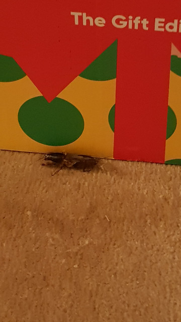 critter2