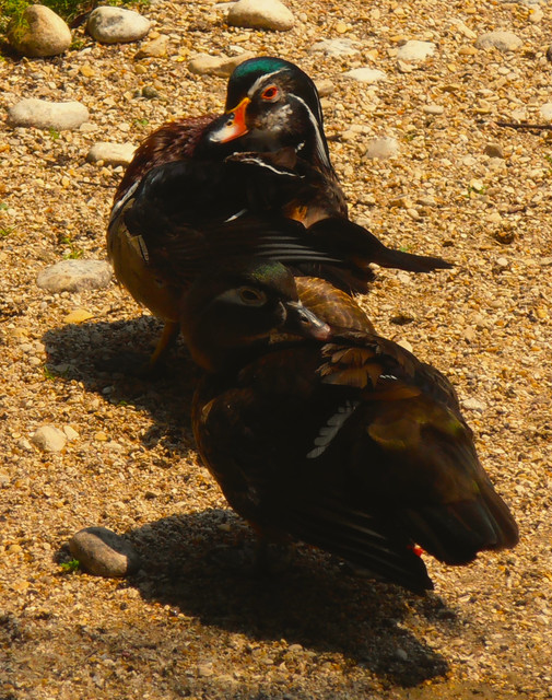 Canard Carolin(couple)