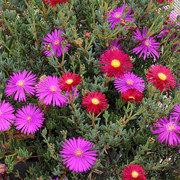 IMG-7778