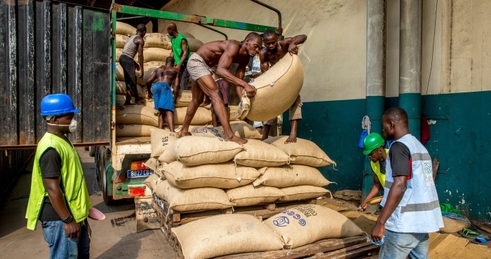 Illustration - Cacao ivoirien : le prix payé aux planteurs s'effondre à 1 200 FCFA le kilo