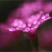 raingold-4