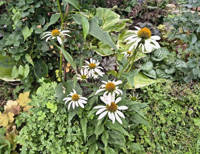 echinacea.jpg