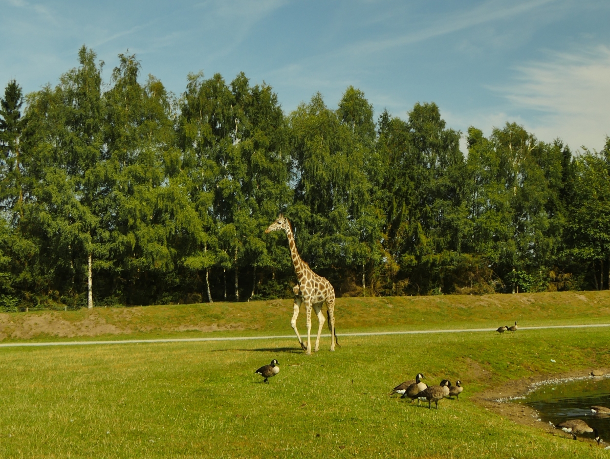 Serengeti-Park / Серенгети-Парк и кусочек Касселя