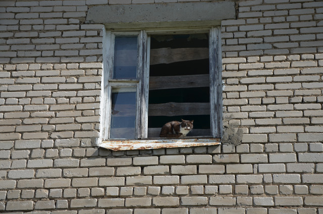 Кот в окне