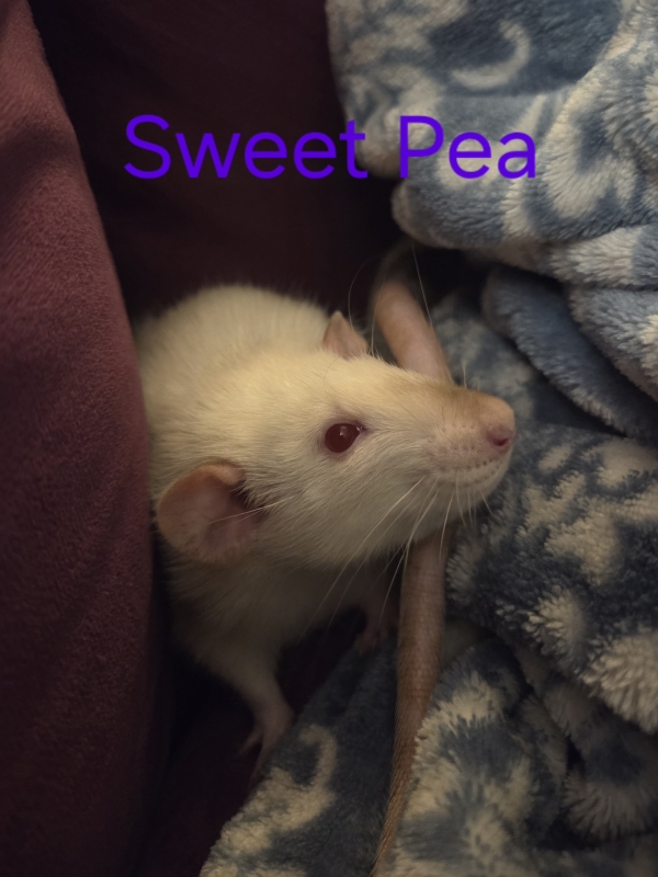 sweetpea2