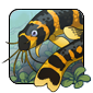 Kuhli Loach
