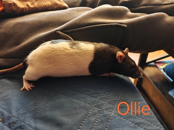ollie2
