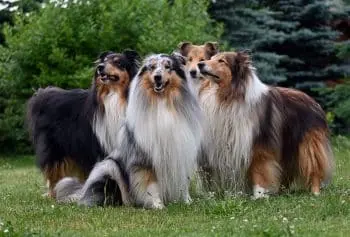 The 11 Most Loyal Dog Breeds Known for Their Gentle Hearts