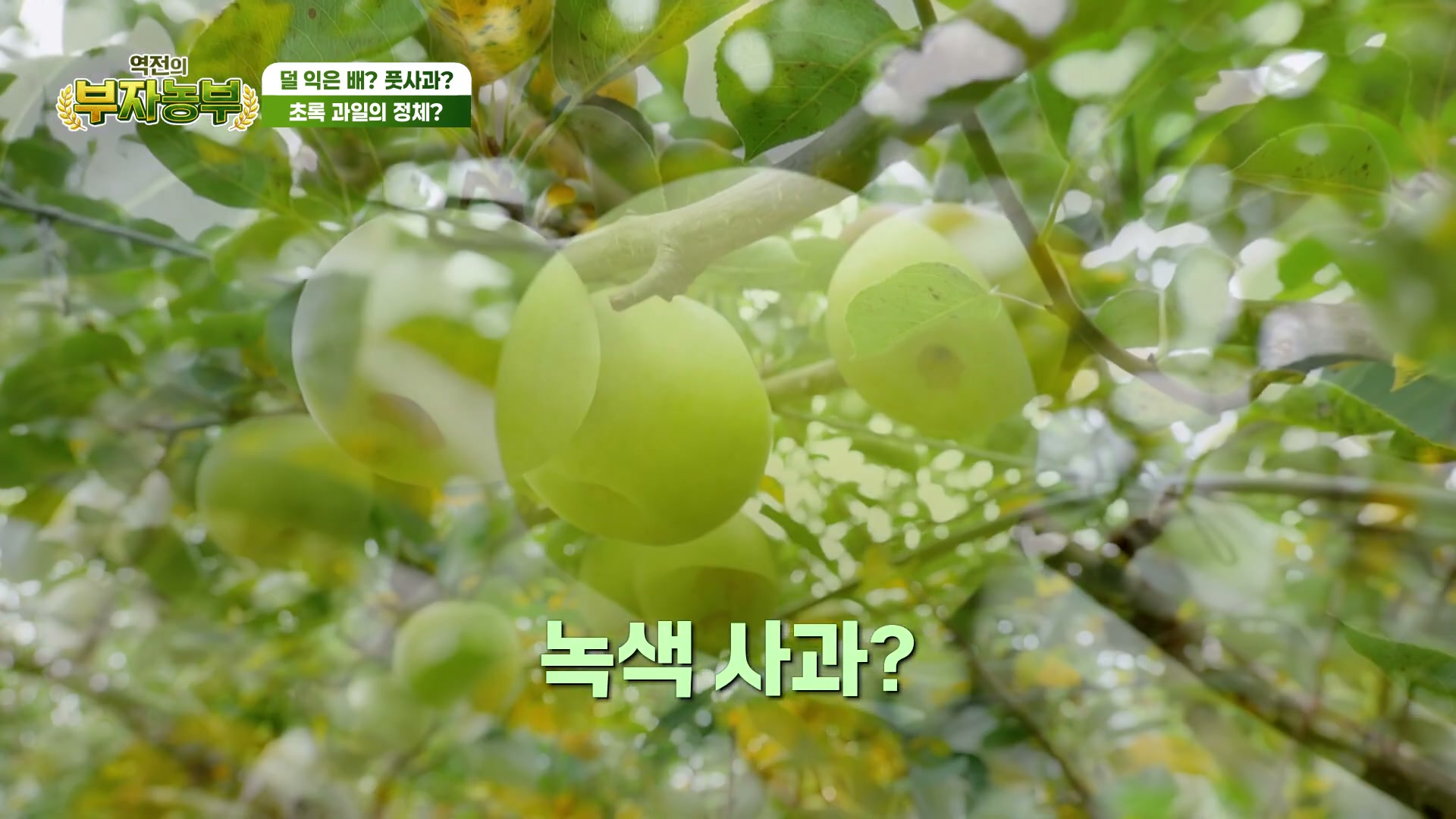 역전의부자농부 아산 그린시스배 캡처