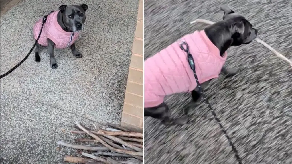 Canine Connoisseur: Dog Weighs Options at Stick Library