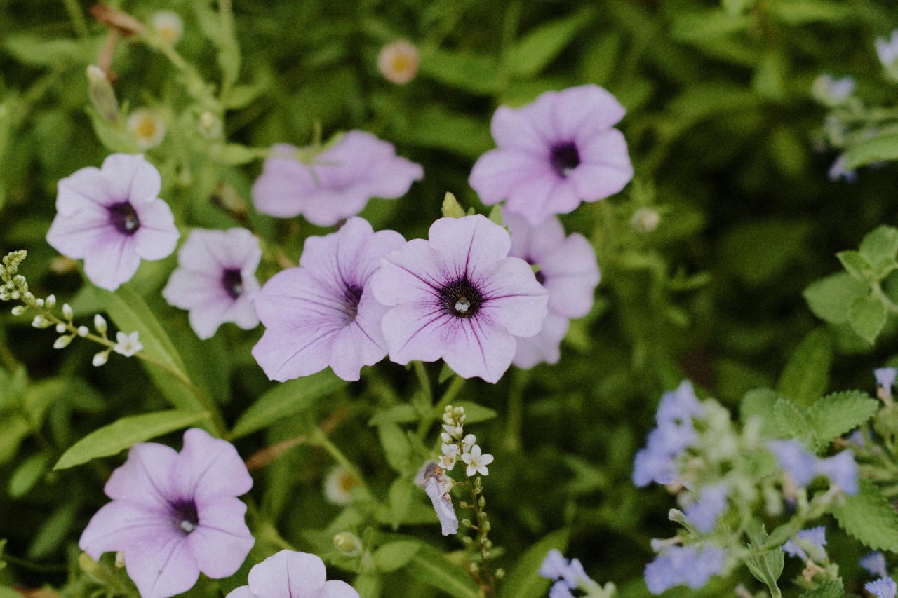 https://i.ibb.co/fzqLLwTK/flo15.jpg