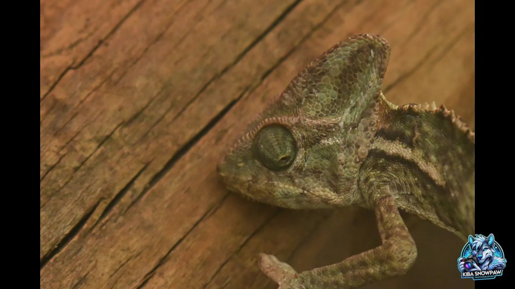 A chameleon beside the wooden wall of its enclosure.