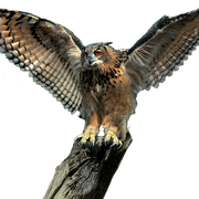 owl