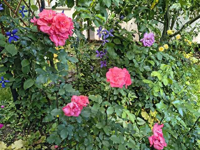garden2.jpg