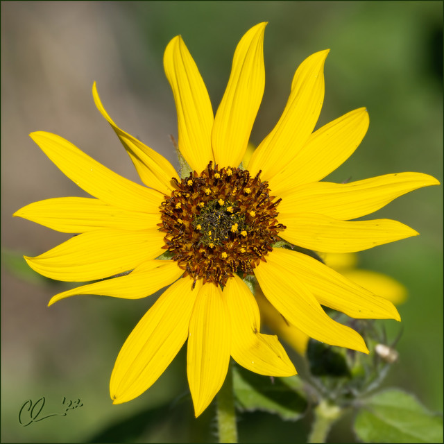 sunflower-CAS03665